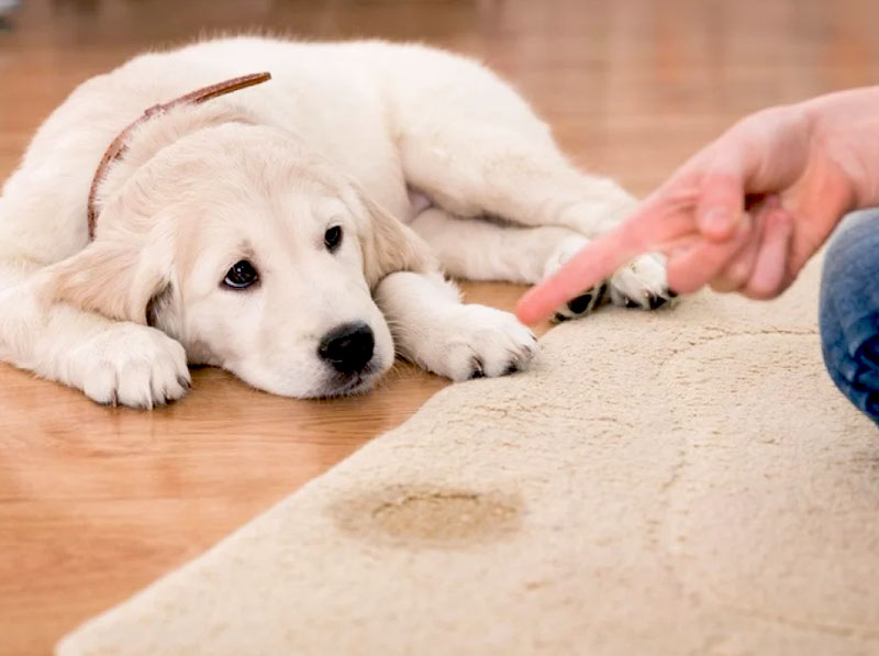 Dépoussiérage, dessablage et nettoyage de tapis et tapisserie au Luxembourg. - RESTAURETAPIS : Nettoyage et rénovation de tapis après les dégâts des animaux, mites … Livraison de tapis après restauration au Luxembourg