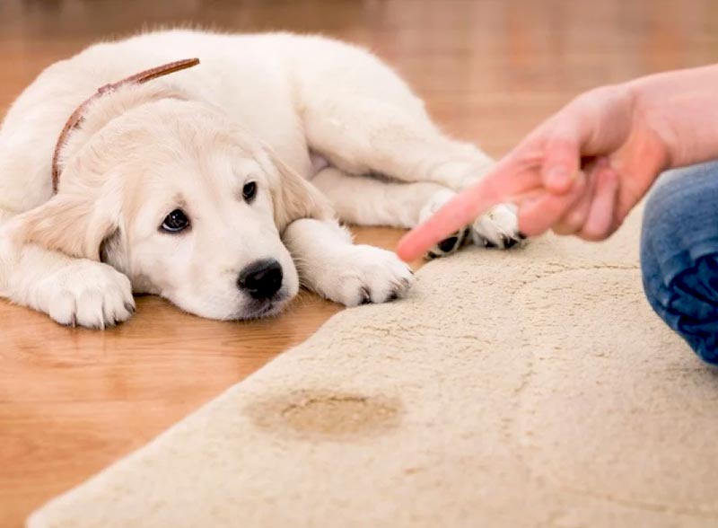 RESTAURETAPIS : Nettoyage réparation de tapis au Luxembourg : Plus de 50 ans d’expérience au service de la restauration de tapis et de tapisserie au Luxembourg. Réparation de lisières, franges. Relainage. Création de teinte, ravivement des couleurs, traitement des trames, dépoussiérage / dessablage  .de tapis …. au Luxembourg