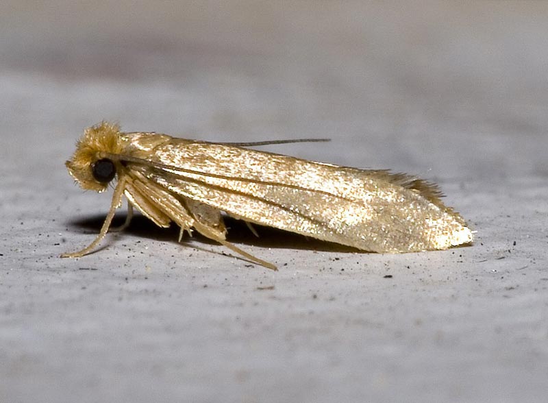 RESTAURETAPIS : Nettoyage réparation de tapis au Luxembourg : Plus de 50 ans d’expérience au service de la restauration de tapis et de tapisserie au Luxembourg. Réparation de lisières, franges. Relainage. Création de teinte, ravivement des couleurs, traitement des trames, dépoussiérage / dessablage  .de tapis …. au Luxembourg